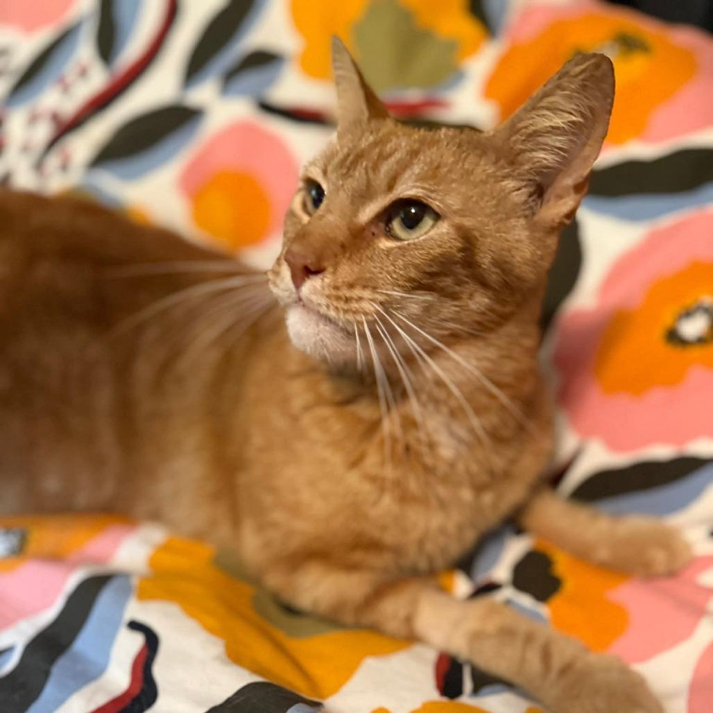 Goldfish, Adoptable, Adult Male Domestic Short Hair.