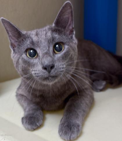 Kit, Adoptable, Adult Male Domestic Short Hair & Domestic Short Hair.