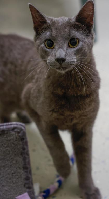 Kit, a Adoptable mixed breed in Baraboo, WI image 2/3