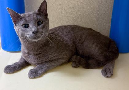 Kit, a Adoptable mixed breed in Baraboo, WI image 3/3
