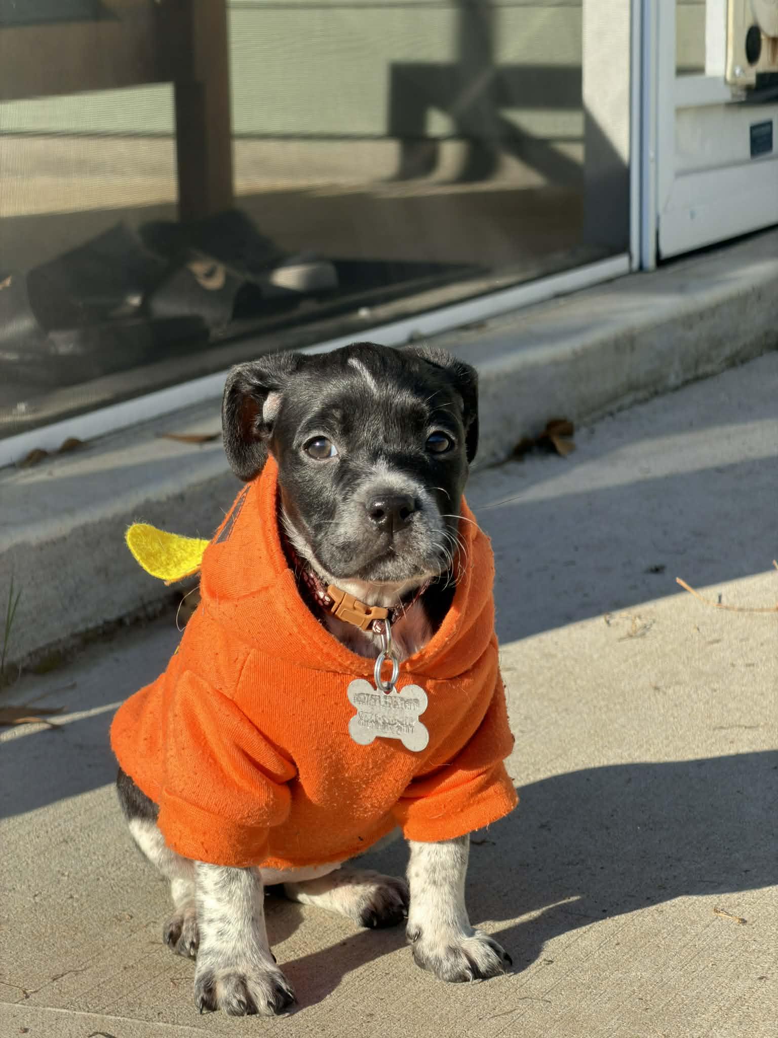 Bella, Adopted, Puppy Female Hound & Australian Cattle Dog / Blue Heeler.