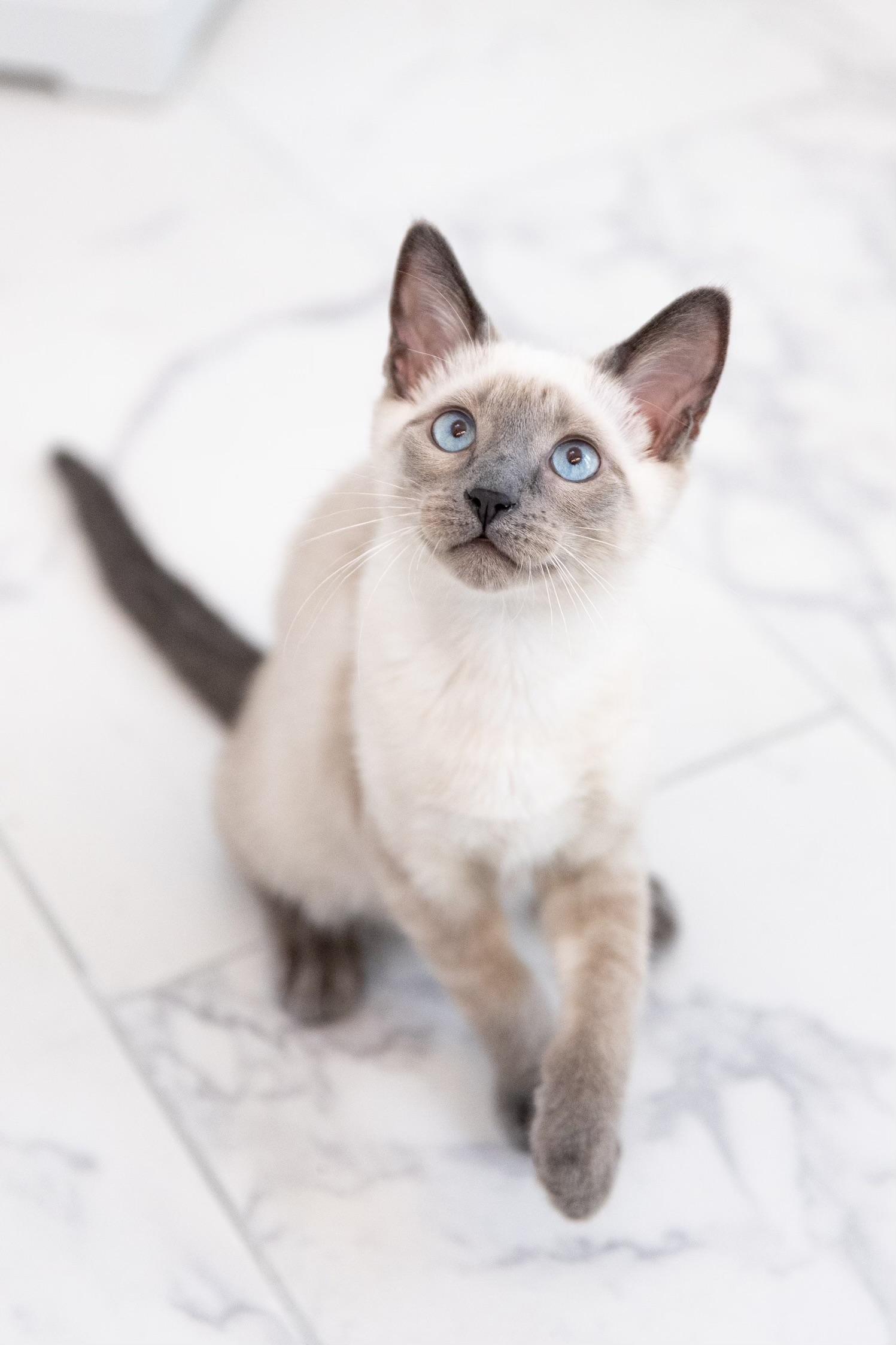 Saki( JJ), an adoptable Siamese, Chausie in Napa, CA, 94558 | Photo Image 1
