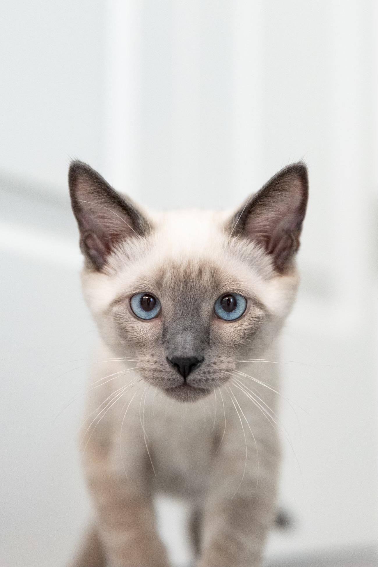 Saki( JJ), an adoptable Siamese, Chausie in Napa, CA, 94558 | Photo Image 2