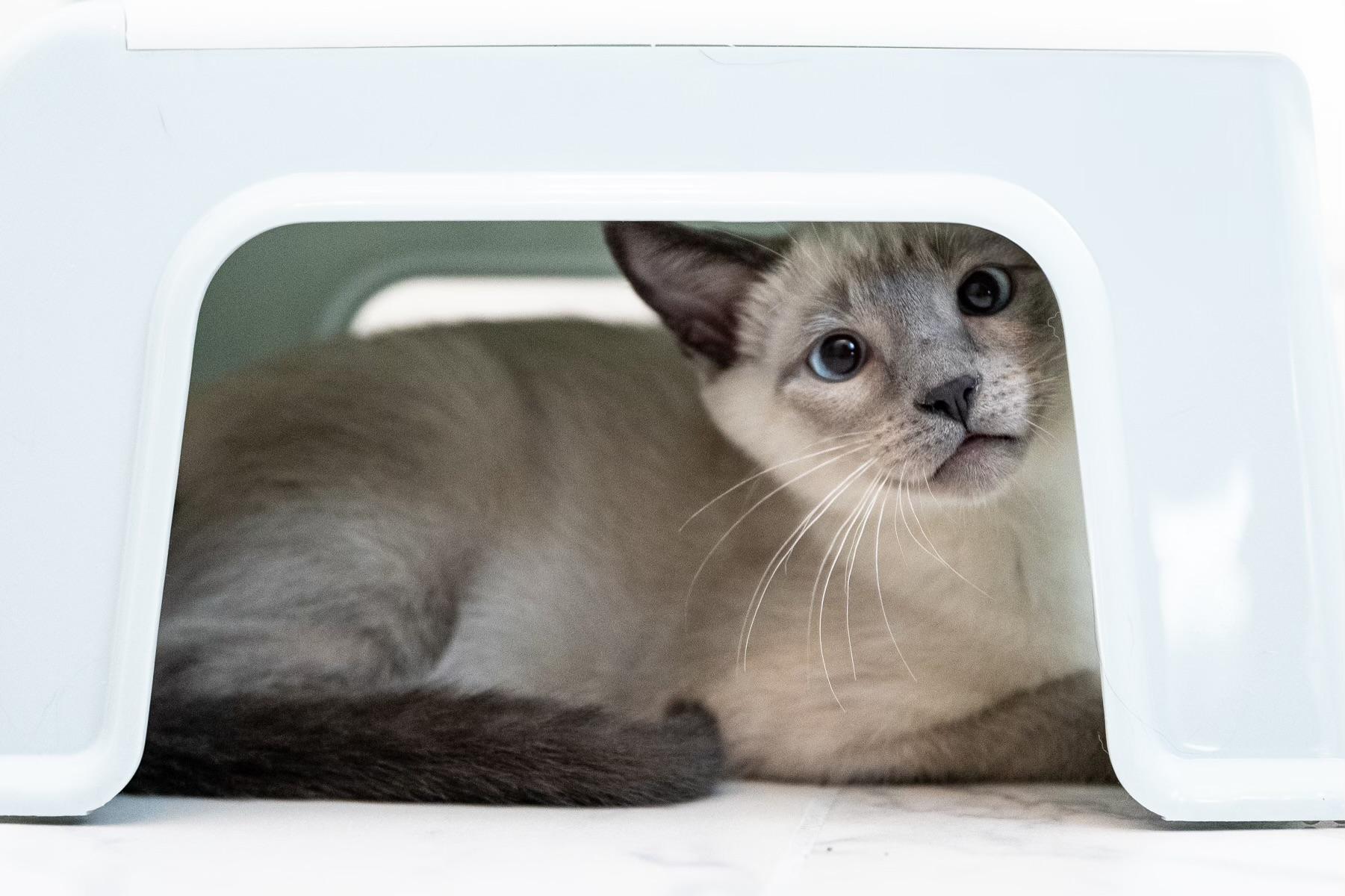 Saki( JJ), an adoptable Siamese, Chausie in Napa, CA, 94558 | Photo Image 3