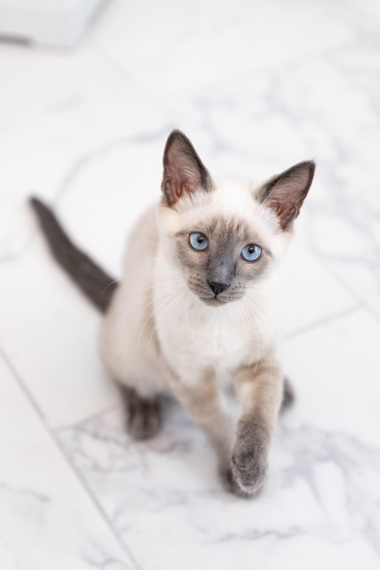 Saki( JJ), an adoptable Siamese, Chausie in Napa, CA, 94558 | Photo Image 4