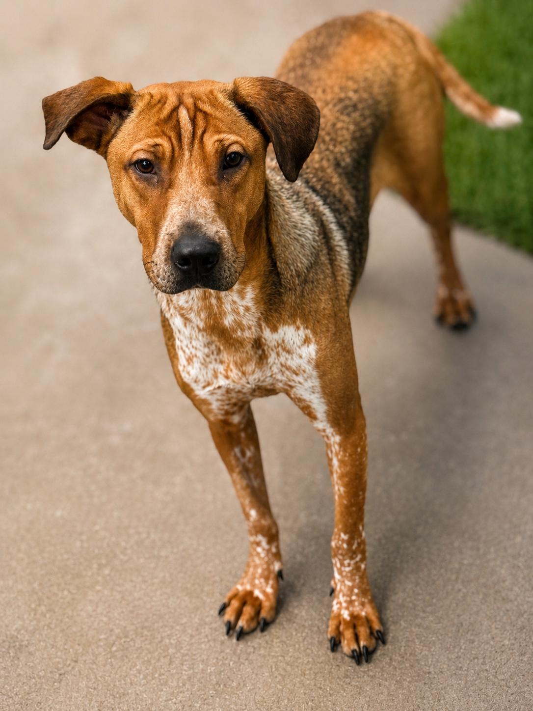 Pooh 4381, an adopted mixed breed in Phoenix, AZ image 1/2