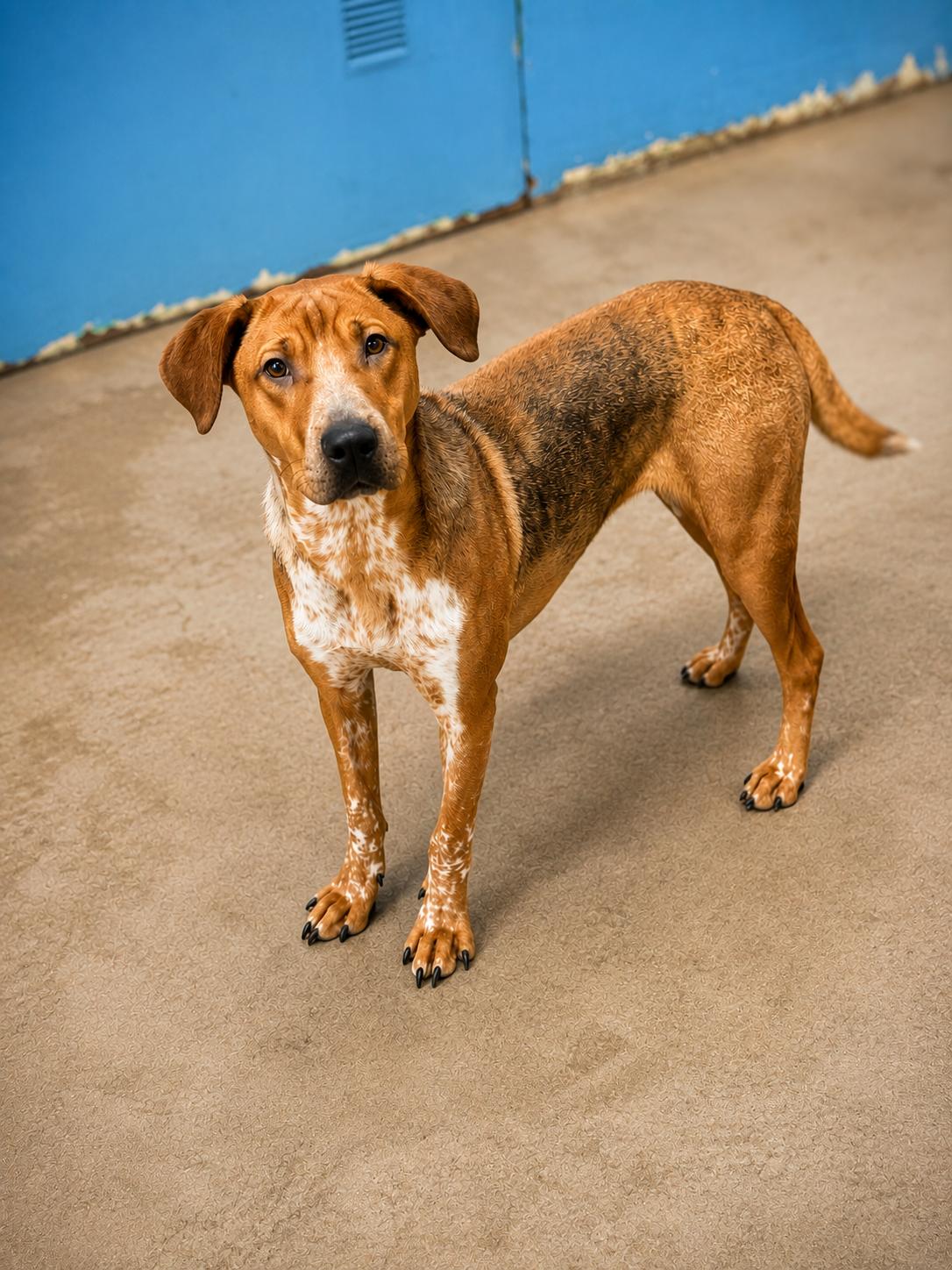 Pooh 4381, an adopted mixed breed in Phoenix, AZ image 2/2
