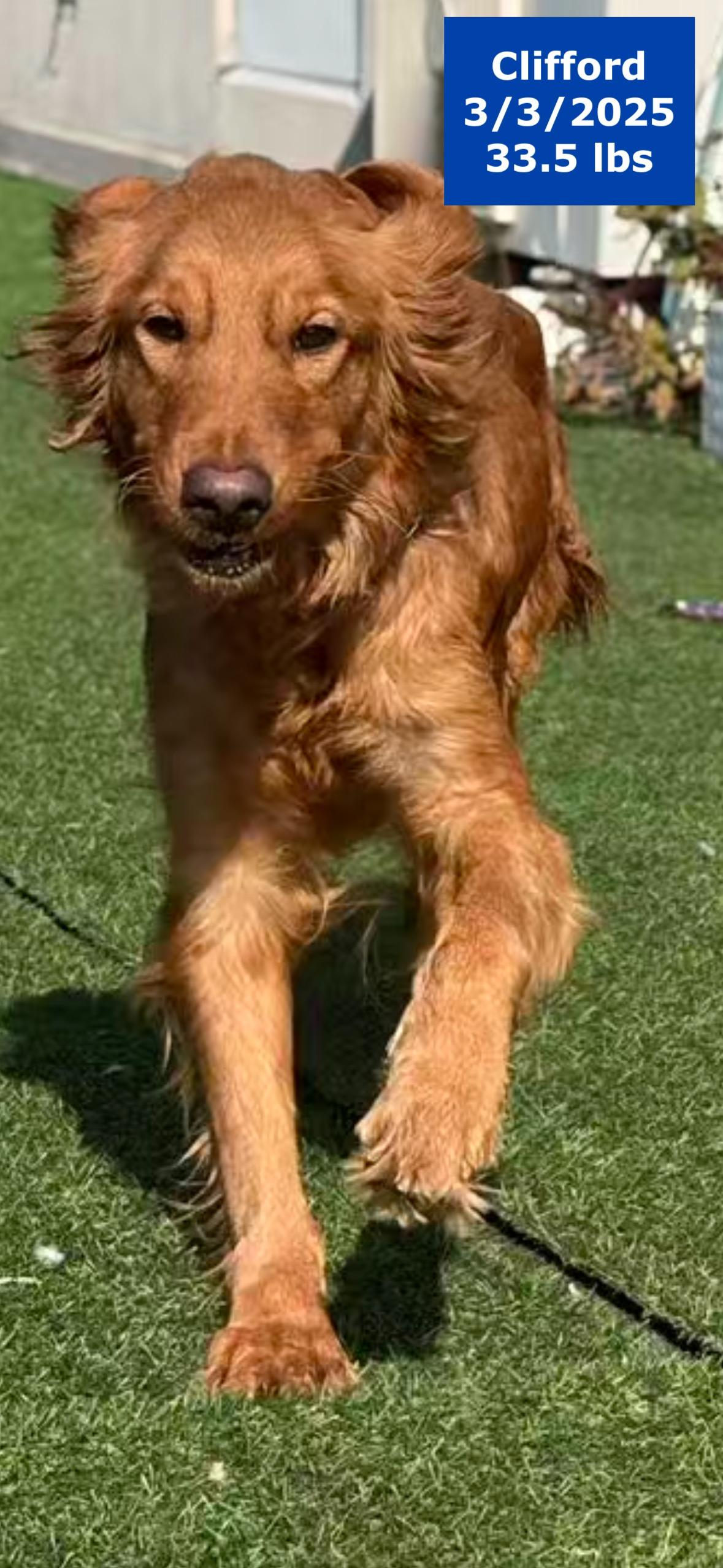 Clifford, Adoptable, Young Male Golden Retriever.