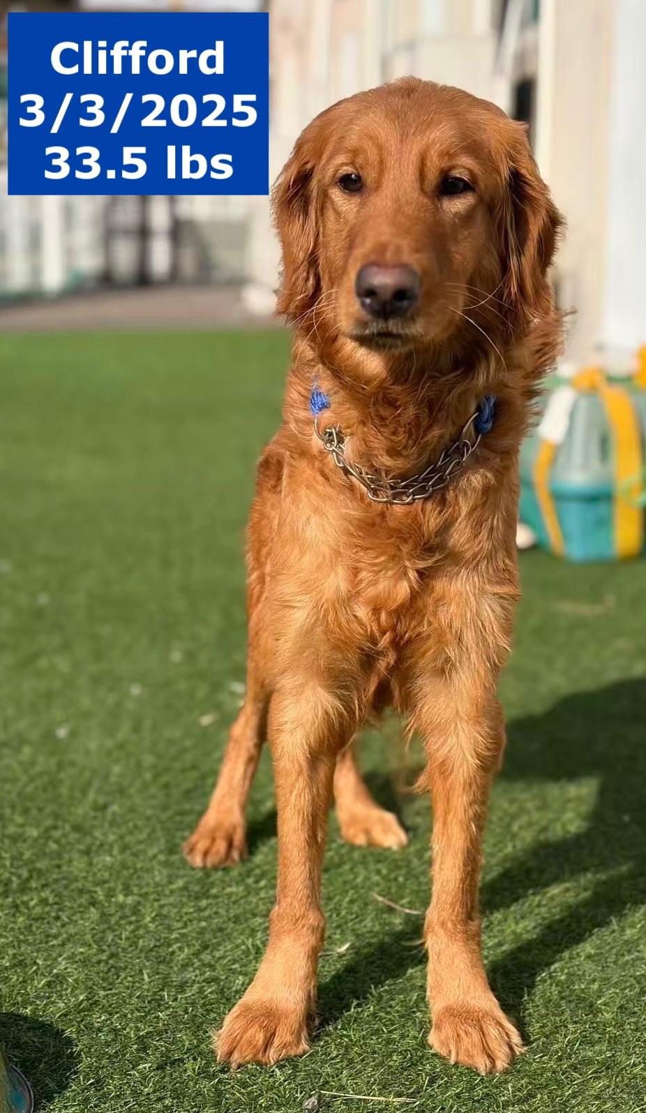 Clifford, a Adoptable Golden Retriever in West Hollywood, CA image 3/6