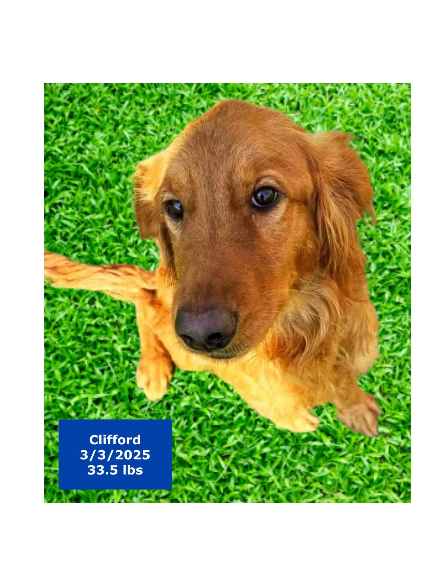 Clifford, a Adoptable Golden Retriever in West Hollywood, CA image 4/6
