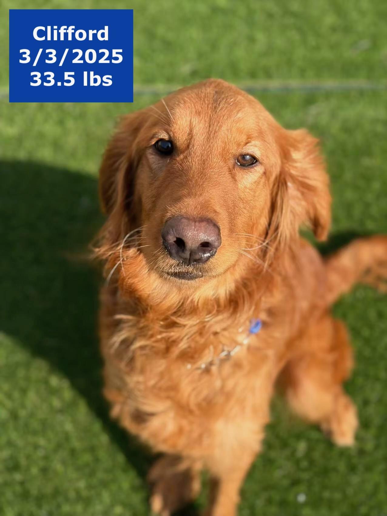Clifford, a Adoptable Golden Retriever in West Hollywood, CA image 5/6