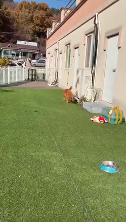 Enlarge Clifford, a Adoptable Golden Retriever in West Hollywood, CA video 6/6