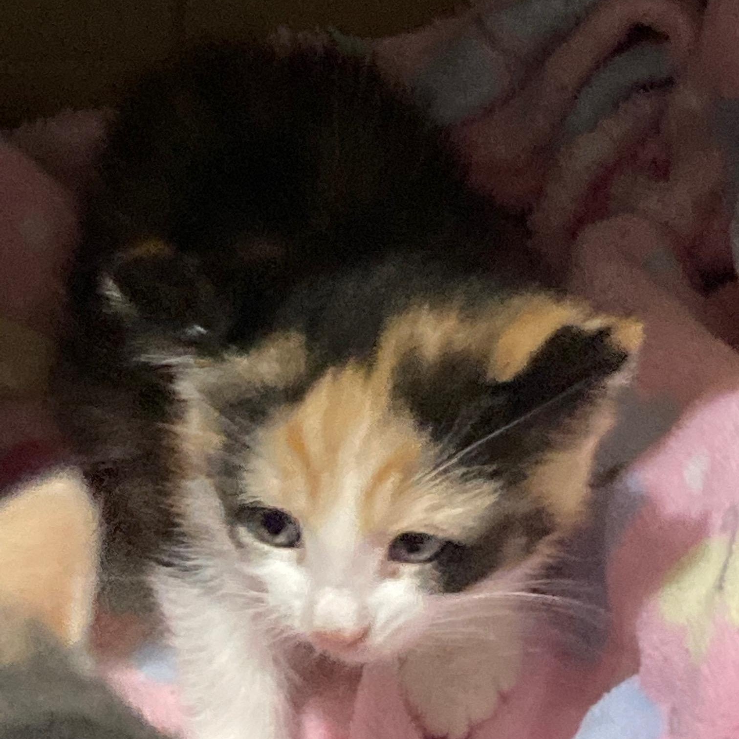 Enlarge The SPICE Girls Litter of 3, a ADOPTABLE mixed breed in Watkinsville, GA image 3/4