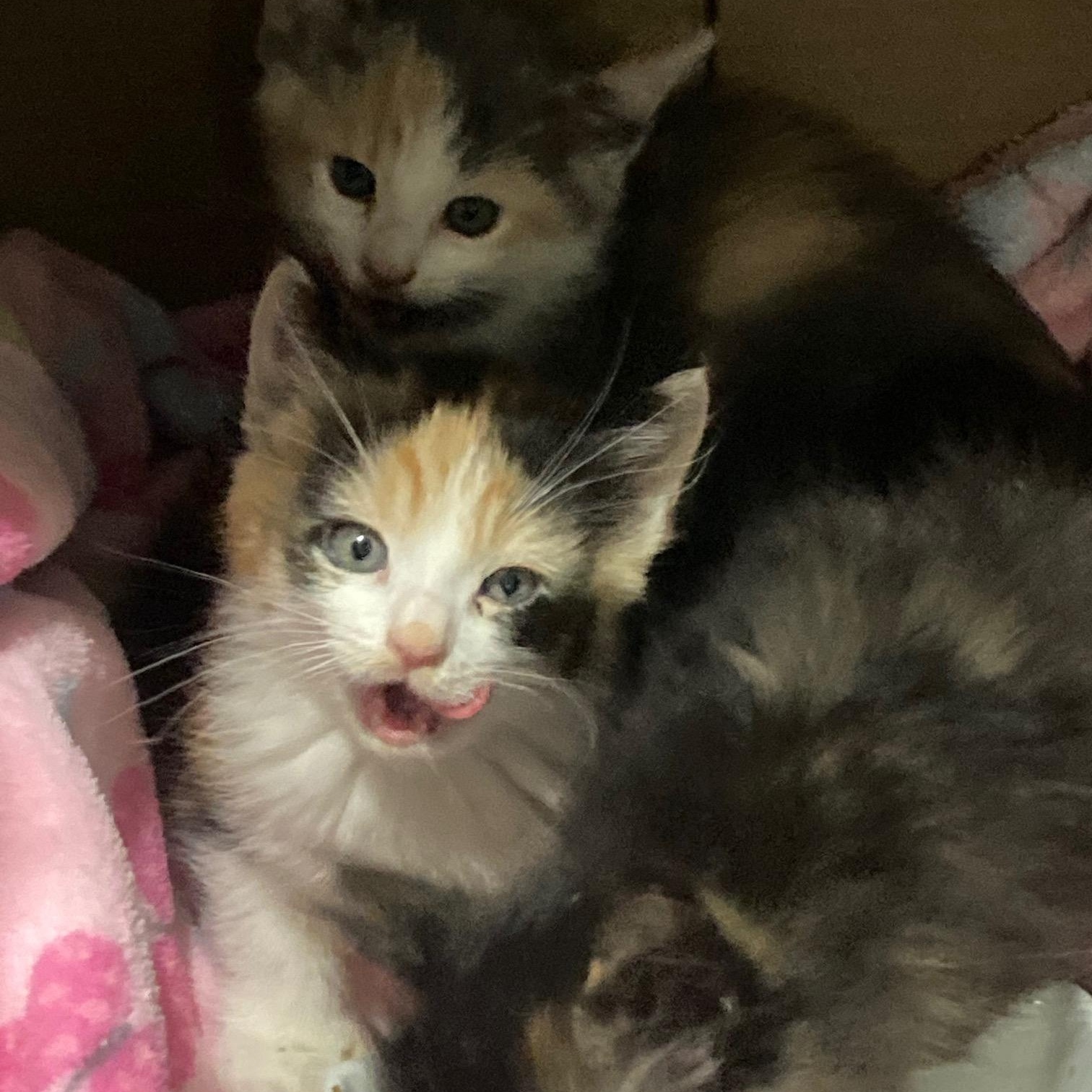 The SPICE Girls Litter of 3, ADOPTABLE, Kitten Female Calico & Domestic Short Hair.