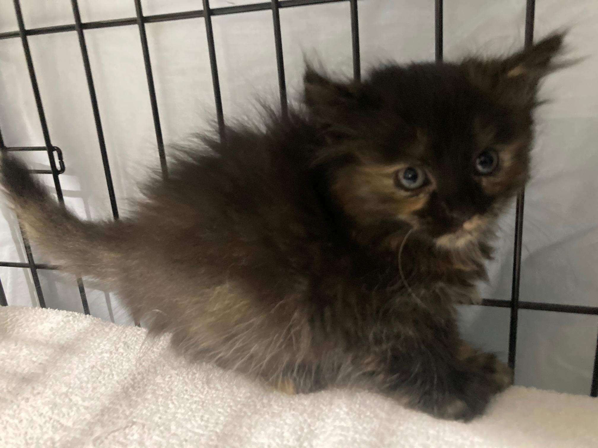 Enlarge The SPICE Girls Litter of 3, a ADOPTABLE mixed breed in Watkinsville, GA image 4/4