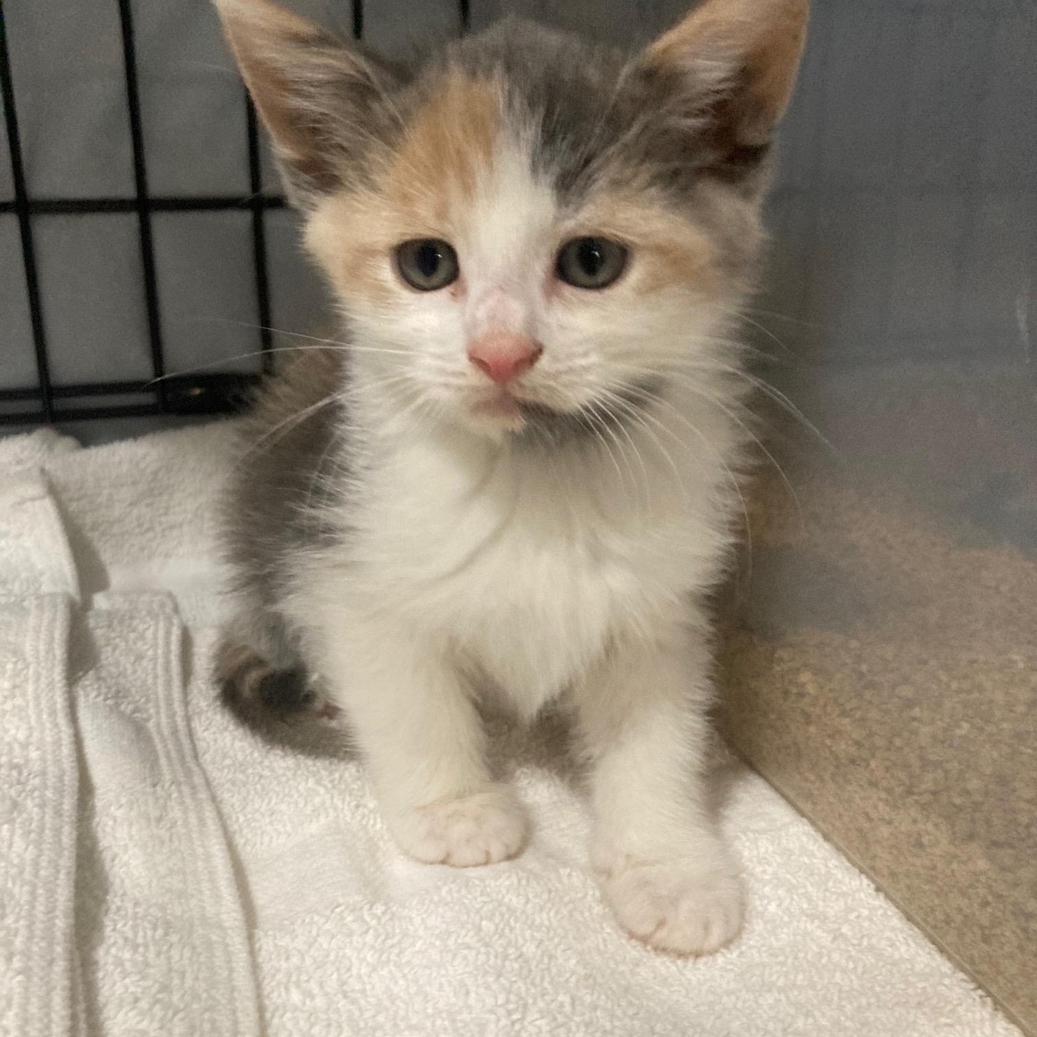 Enlarge The SPICE Girls Litter of 3, a ADOPTABLE mixed breed in Watkinsville, GA image 2/4