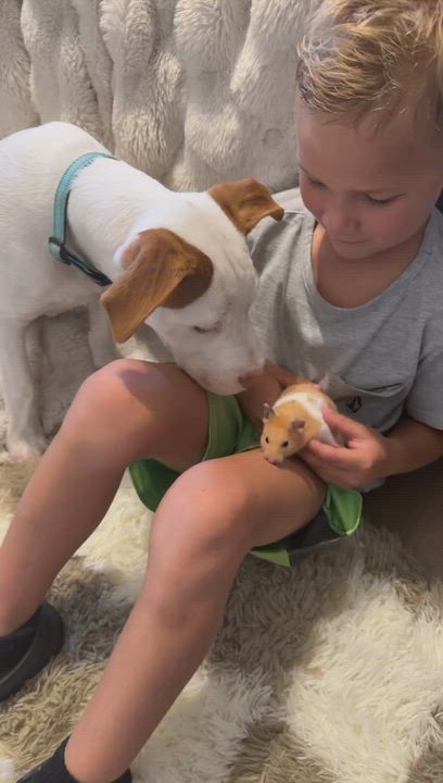 Enlarge Chip, a Adoptable mixed breed in Goodlettsville, TN video 2/4