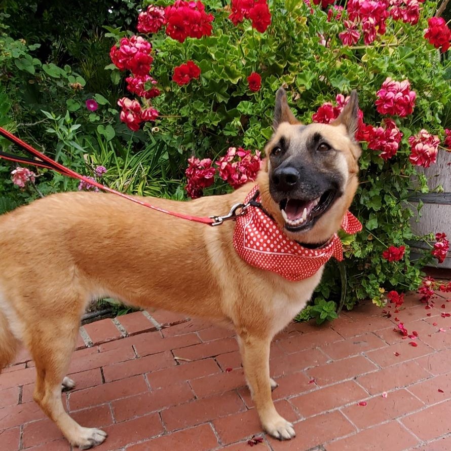 Freyja, a Adoptable mixed breed in San Jose, CA image 1/6