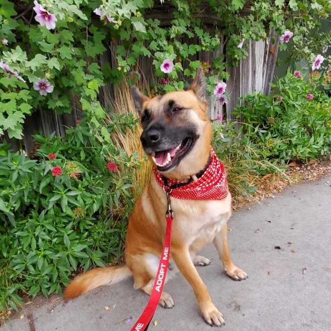Freyja, Adoptable, Adult Female Cattle Dog & Belgian Shepherd / Malinois.