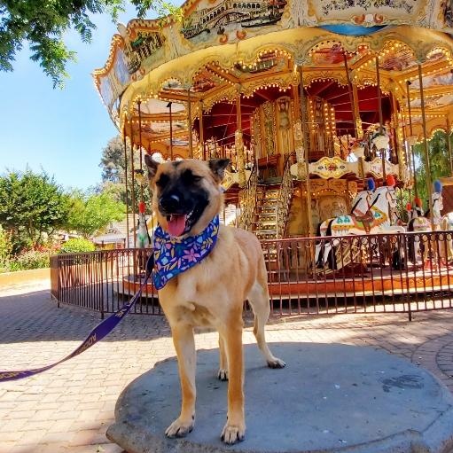 Freyja, a Adoptable mixed breed in San Jose, CA image 6/6