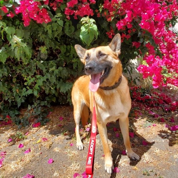 Freyja, a Adoptable mixed breed in San Jose, CA image 2/6