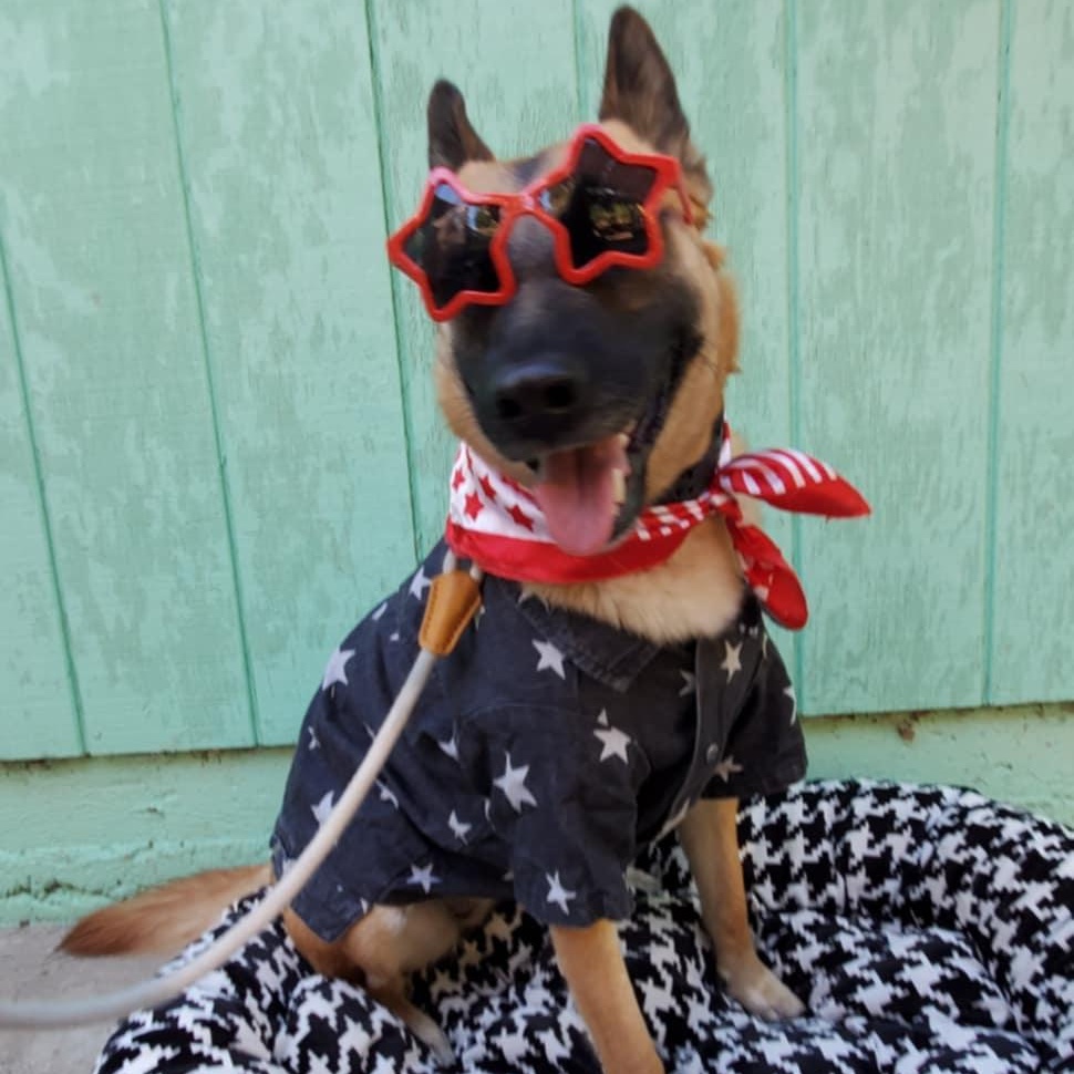 Freyja, Adult Female Cattle Dog