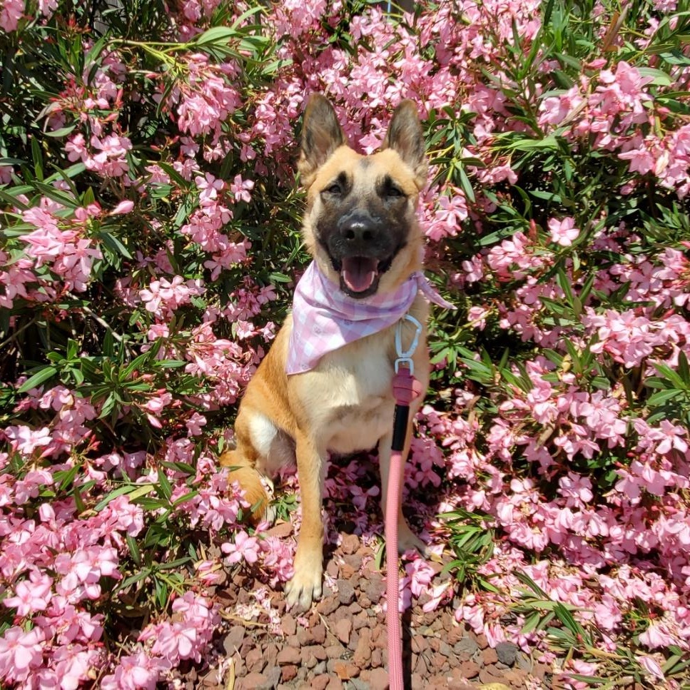 Freyja, a Adoptable mixed breed in San Jose, CA image 3/6