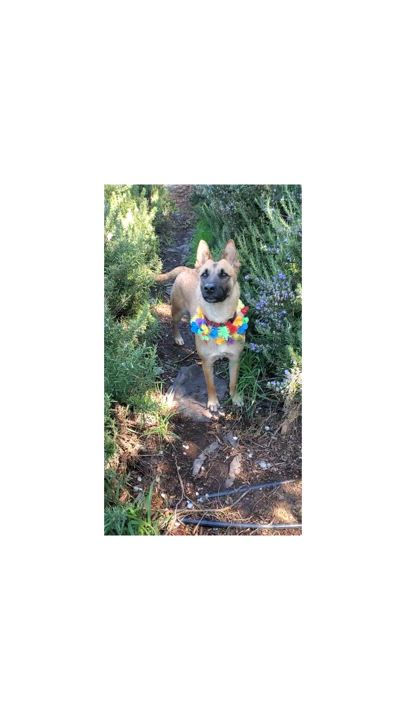 Enlarge Freyja, a Adoptable mixed breed in San Jose, CA video 5/6