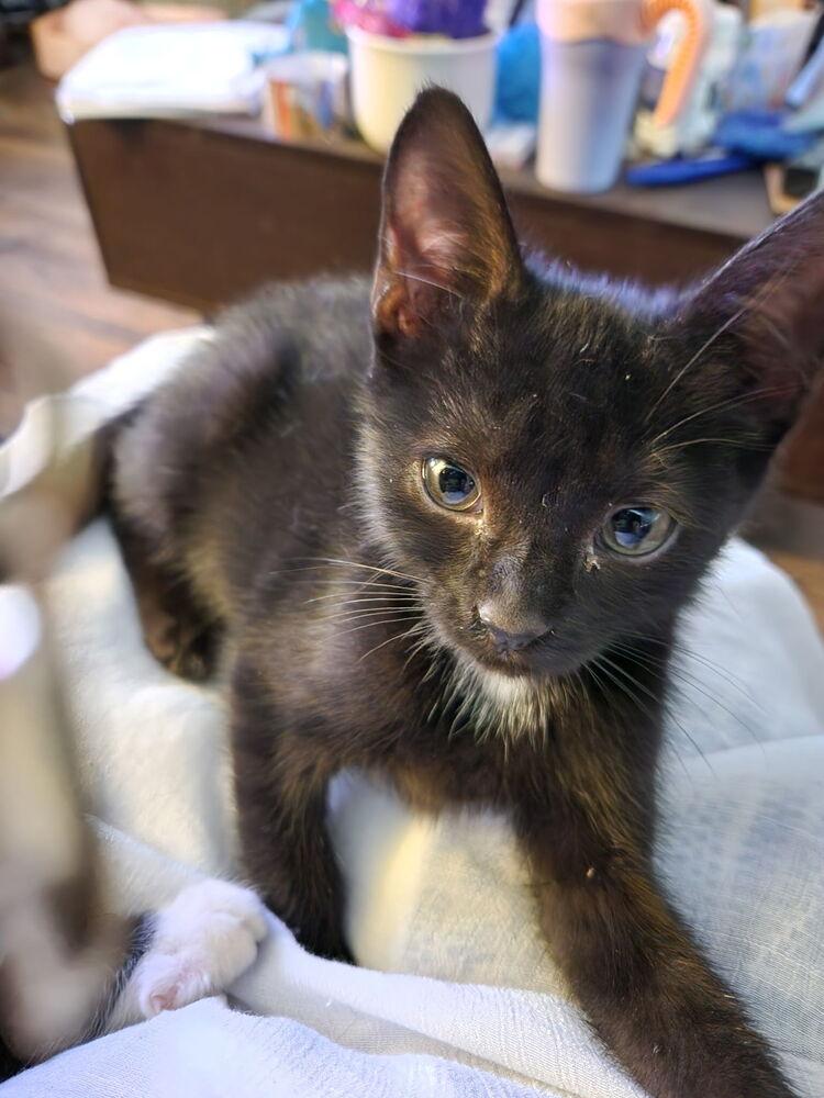 Enlarge Orzo, a Adoptable Domestic Short Hair in Salisbury, NC image 1/1