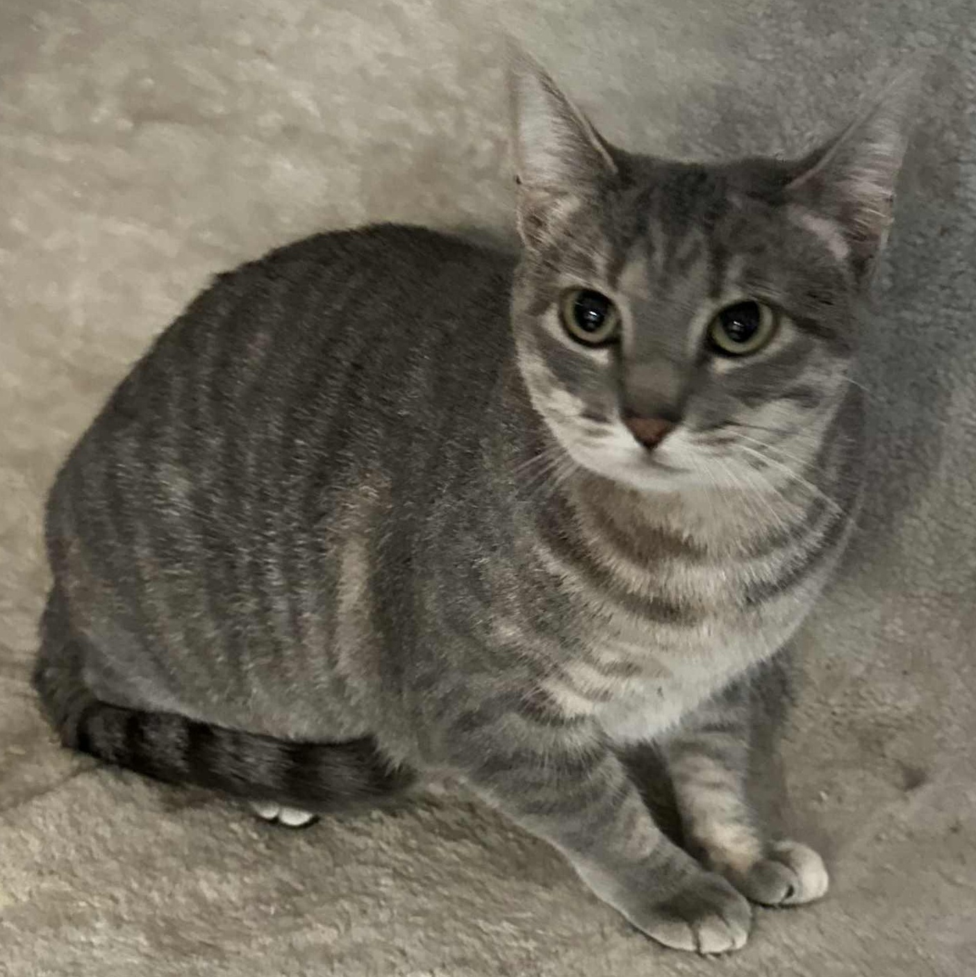 Pearl, Adult Female Domestic Short Hair