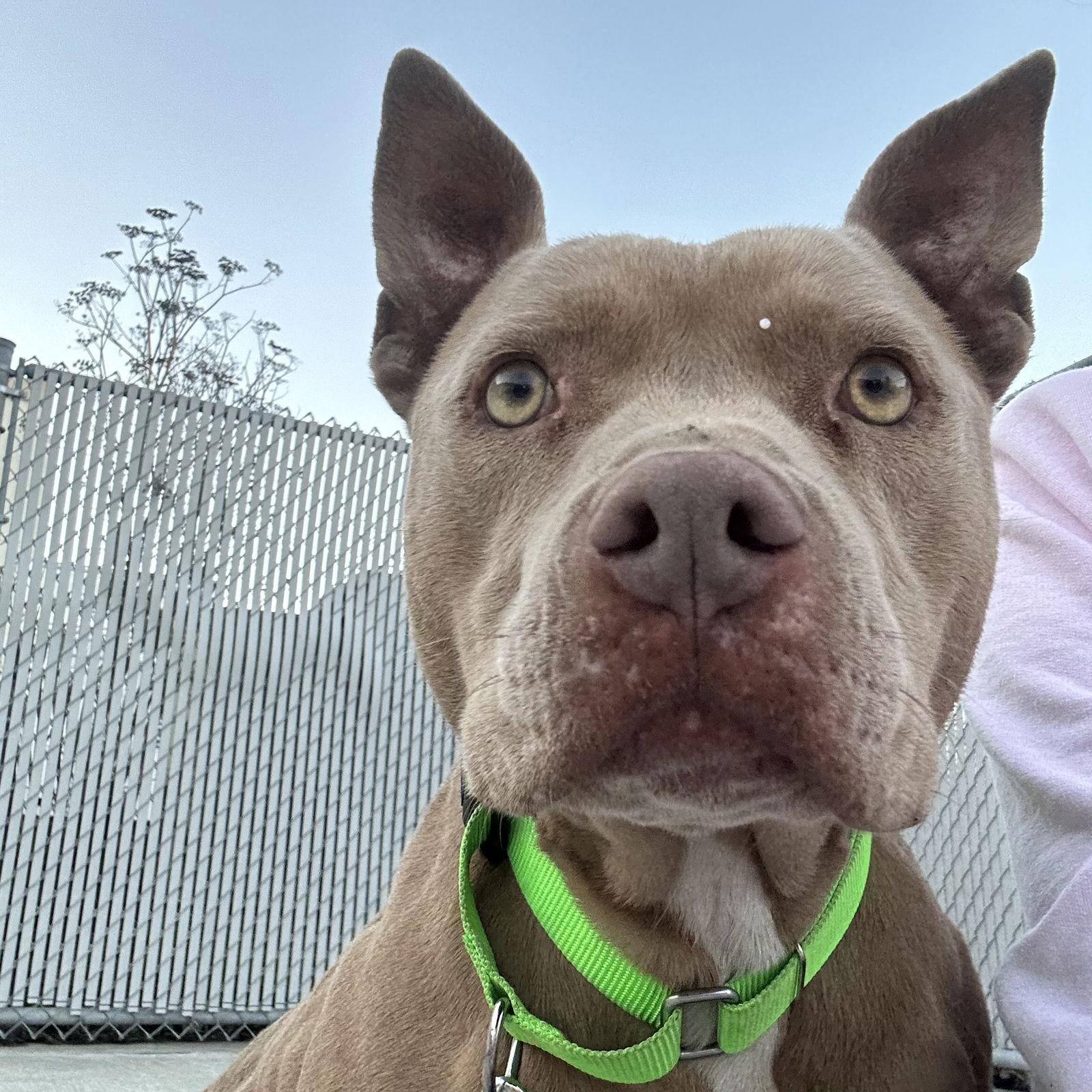 Kashi, Adopted, Senior Female Pit Bull Terrier.