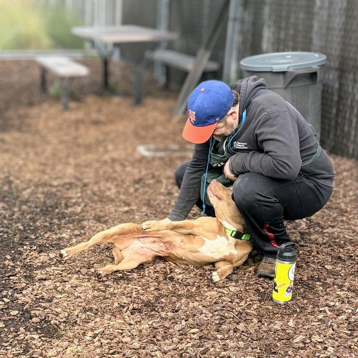 Kashi, a Adopted Pit Bull Terrier in Oakland, CA image 2/3