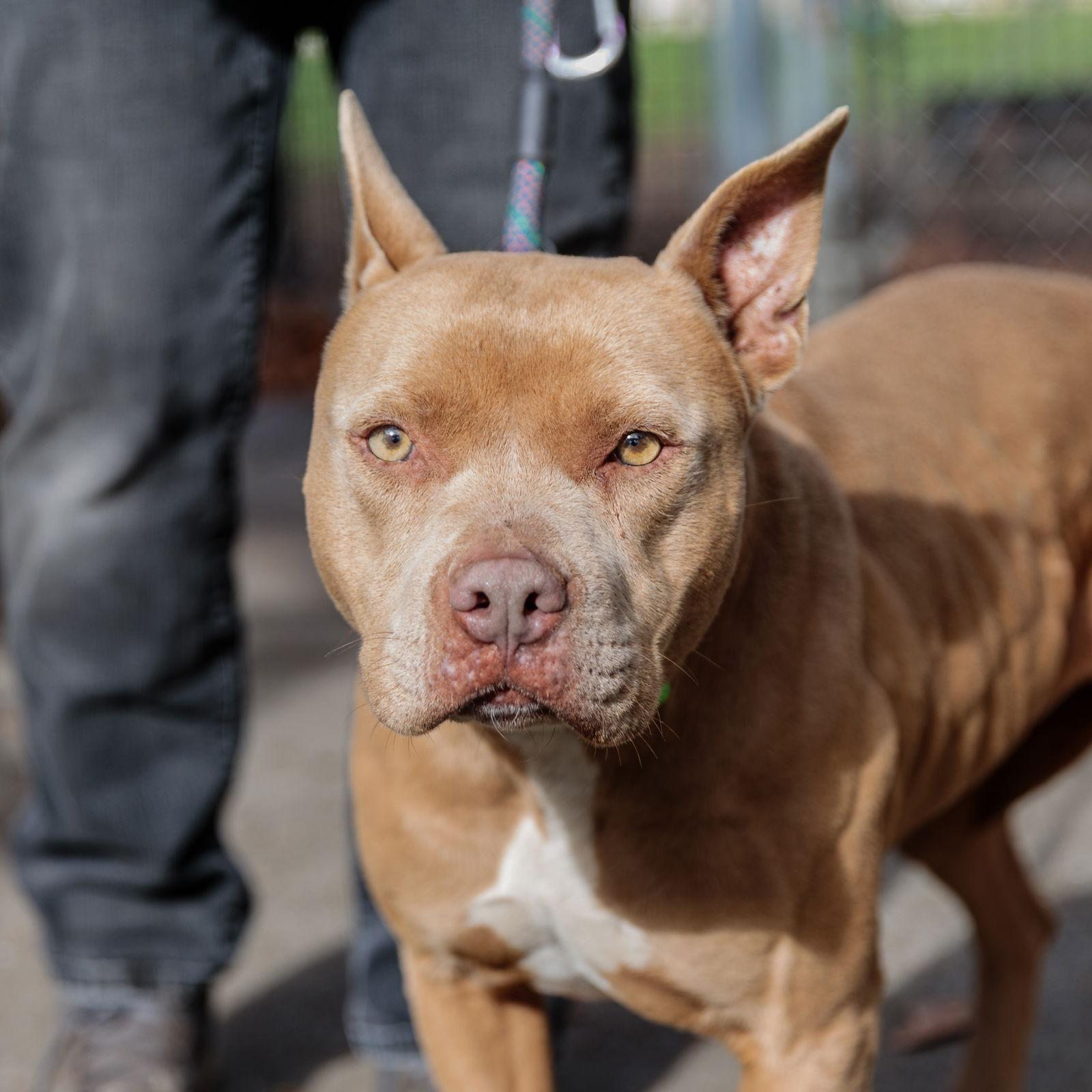 Kashi, a Adopted Pit Bull Terrier in Oakland, CA image 3/3