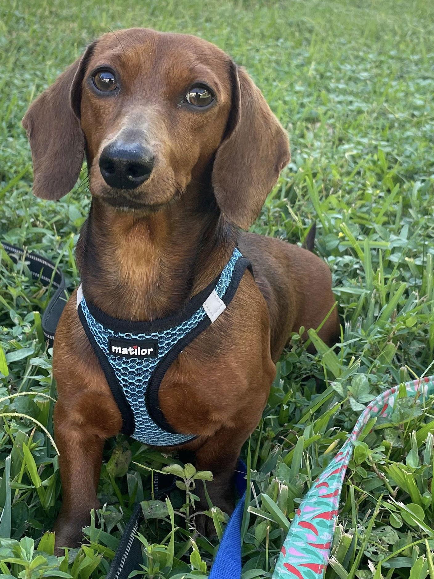 Autumn, Adopted, Young Female Dachshund.