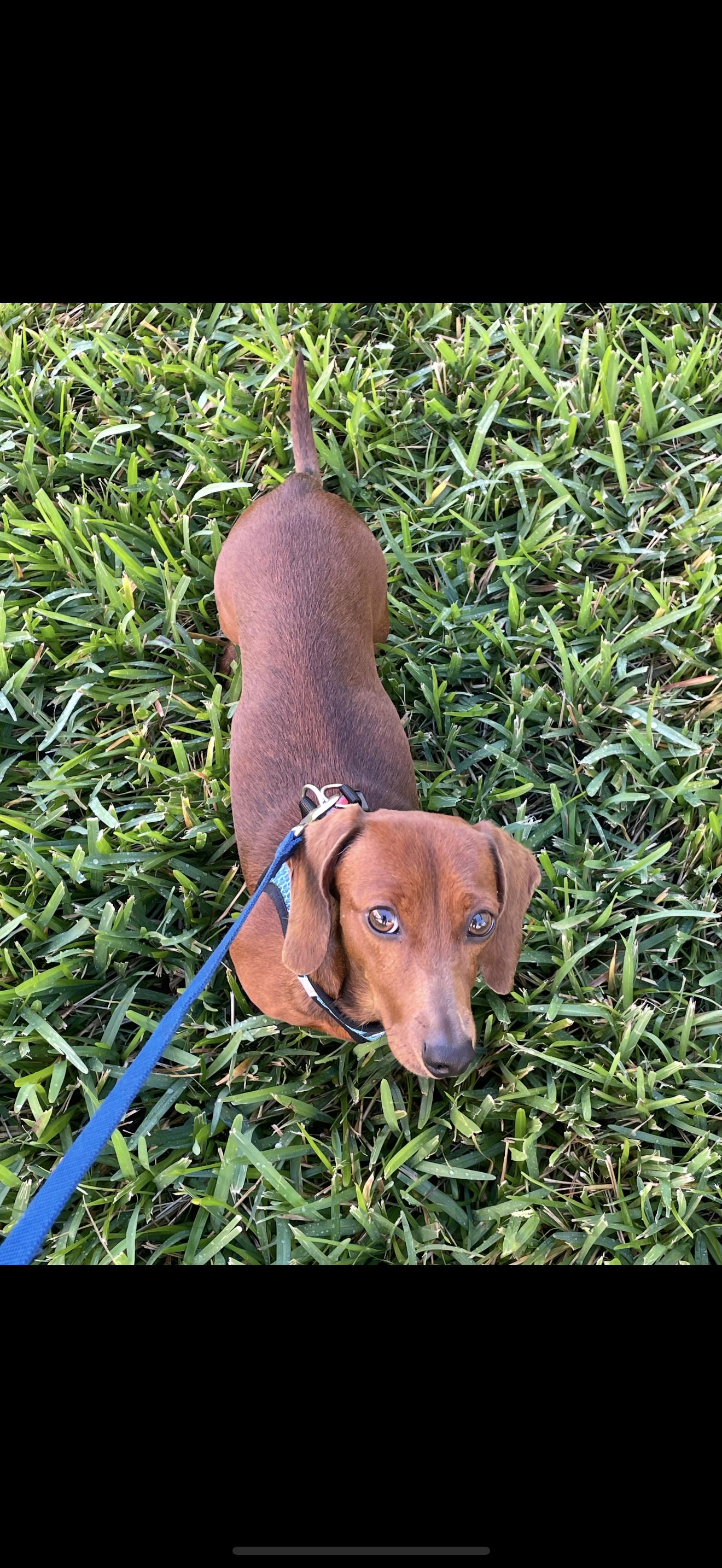 Enlarge Autumn, a Adopted Dachshund in West Columbia, SC image 2/2