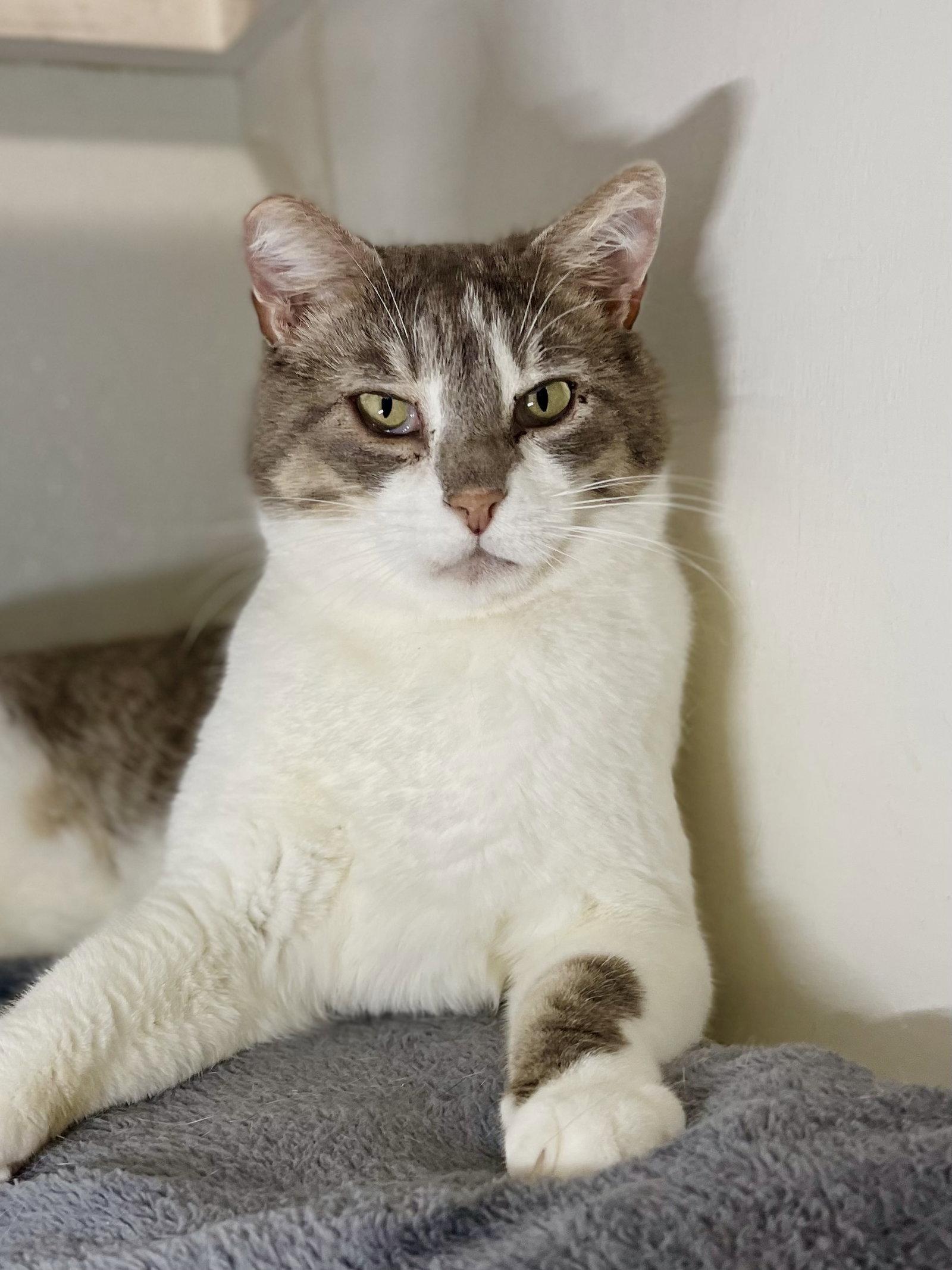 Thomas (needs cat buddy), a Adoptable Domestic Short Hair in Oakland, CA image 1/2
