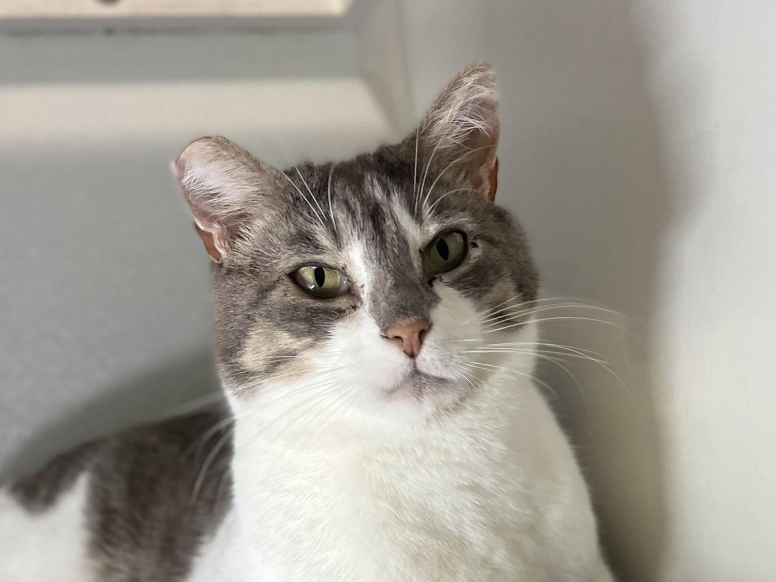 Thomas (needs cat buddy), a Adoptable Domestic Short Hair in Oakland, CA image 2/2