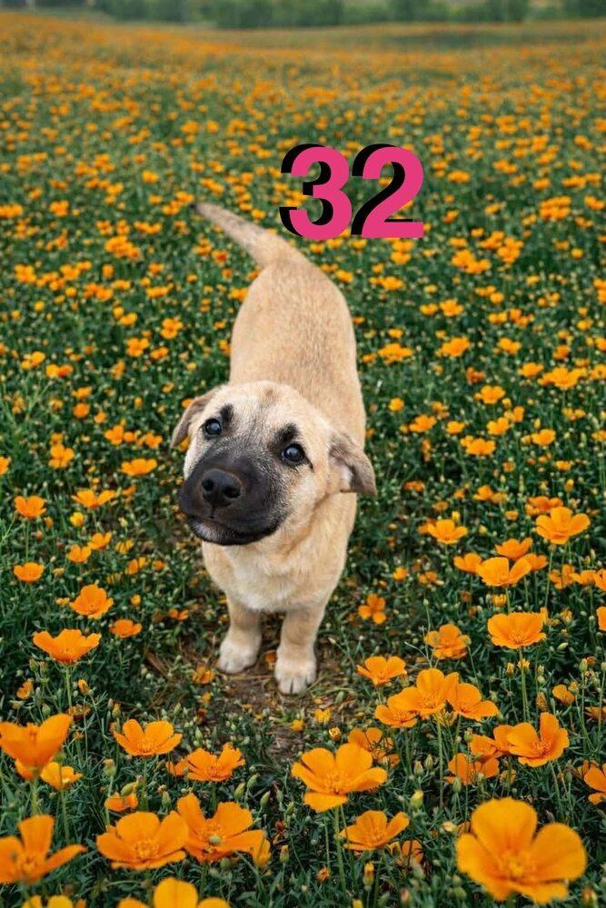 Enlarge Dugong, a Adoptable mixed breed in New Baltimore, MI image 1/1