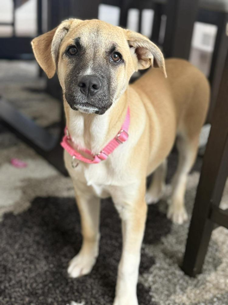 Dugong, Adoptable, Puppy Female Anatolian Shepherd.