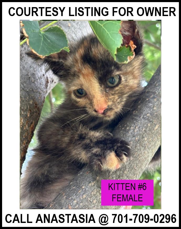 Kitten #6-COURTESY LISTING FOR OWNER, an adoptable Domestic Short Hair in Valley City, ND, 58072 | Photo Image 1