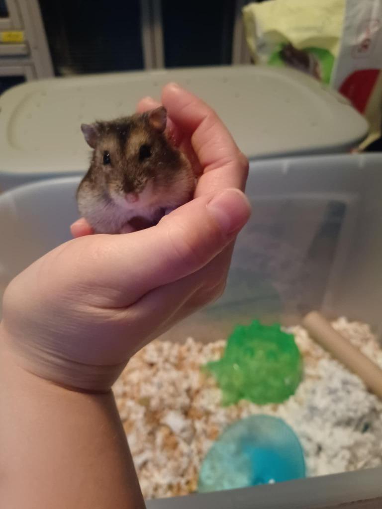 Enlarge Lime, a Adoptable Hamster in FRANKTON, IN image 3/3