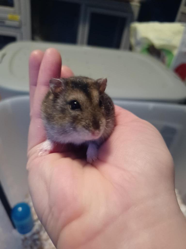Lime, a Adoptable Hamster in FRANKTON, IN image 3/3