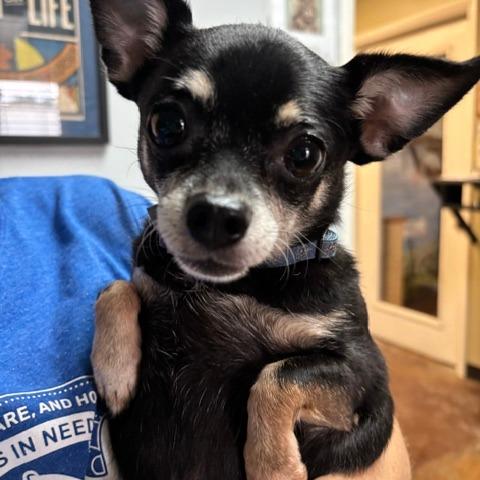 Enlarge Phoebe D26-174, a Adoptable Chihuahua in Lebanon, TN image 1/5