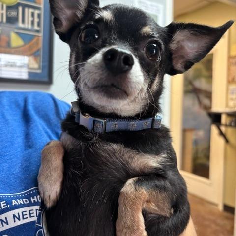 Enlarge Phoebe D26-174, a Adoptable Chihuahua in Lebanon, TN image 2/5