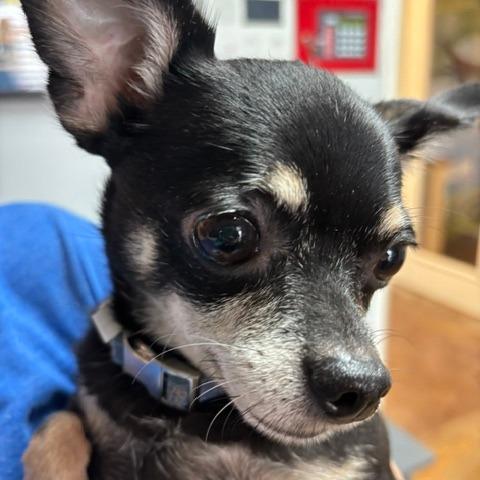 Enlarge Phoebe D26-174, a Adoptable Chihuahua in Lebanon, TN image 3/5
