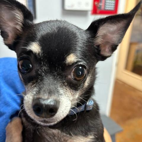 Enlarge Phoebe D26-174, a Adoptable Chihuahua in Lebanon, TN image 4/5