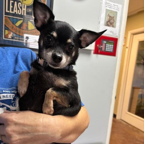 Enlarge Phoebe D26-174, a Adoptable Chihuahua in Lebanon, TN image 5/5