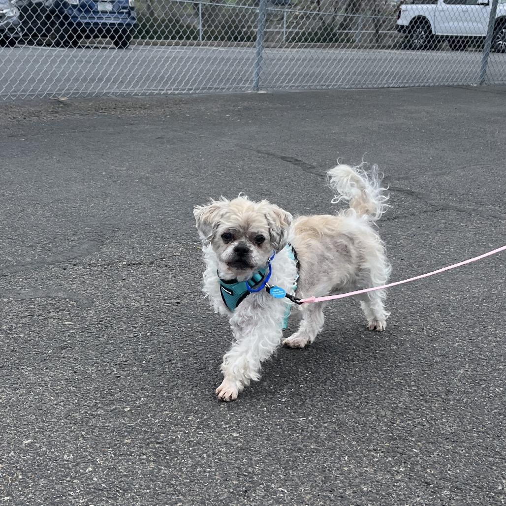 Buddy, Adoptable, Senior Male Shih Tzu.