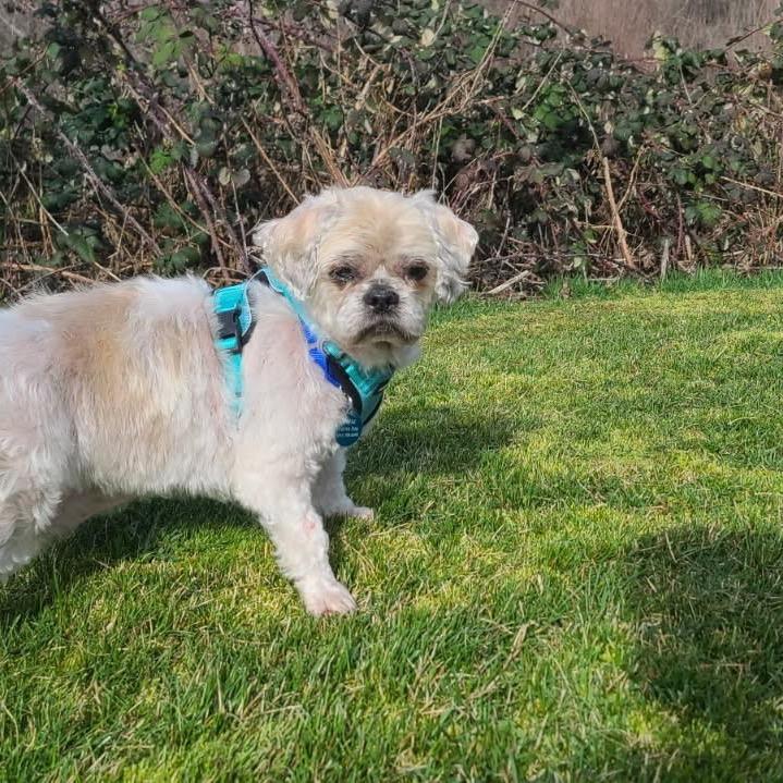 Enlarge Buddy, a Adoptable Shih Tzu in Ashland, OR image 2/6