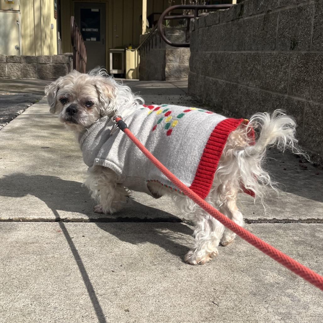 Enlarge Buddy, a Adoptable Shih Tzu in Ashland, OR image 3/6